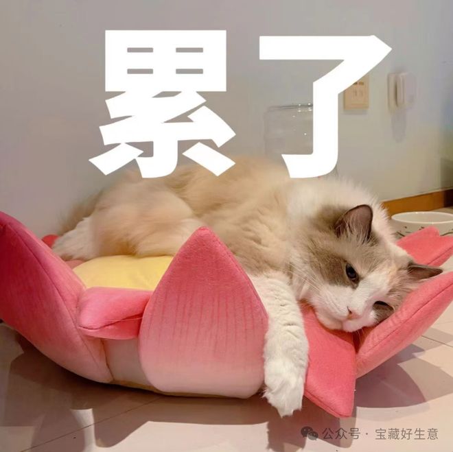 新消费品从业者的五年创业思考CQ9电子专用平台深度 一个(图8)